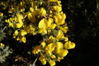 2005-03-30-039-gorse