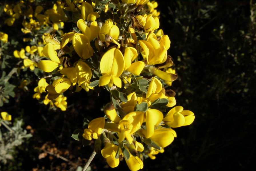 2005-03-30-039-gorse