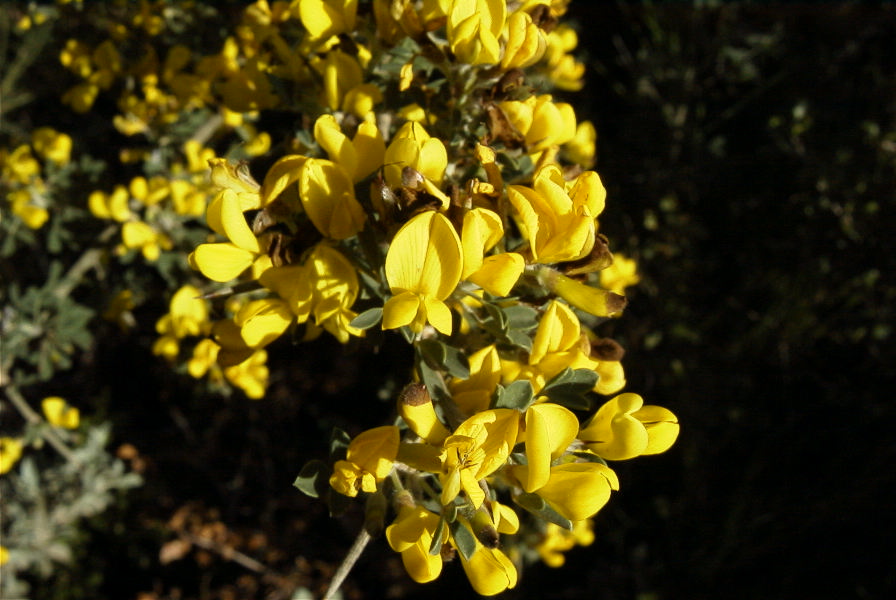 2005-03-30-040-gorse