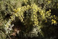 2005-03-30-041-gorse