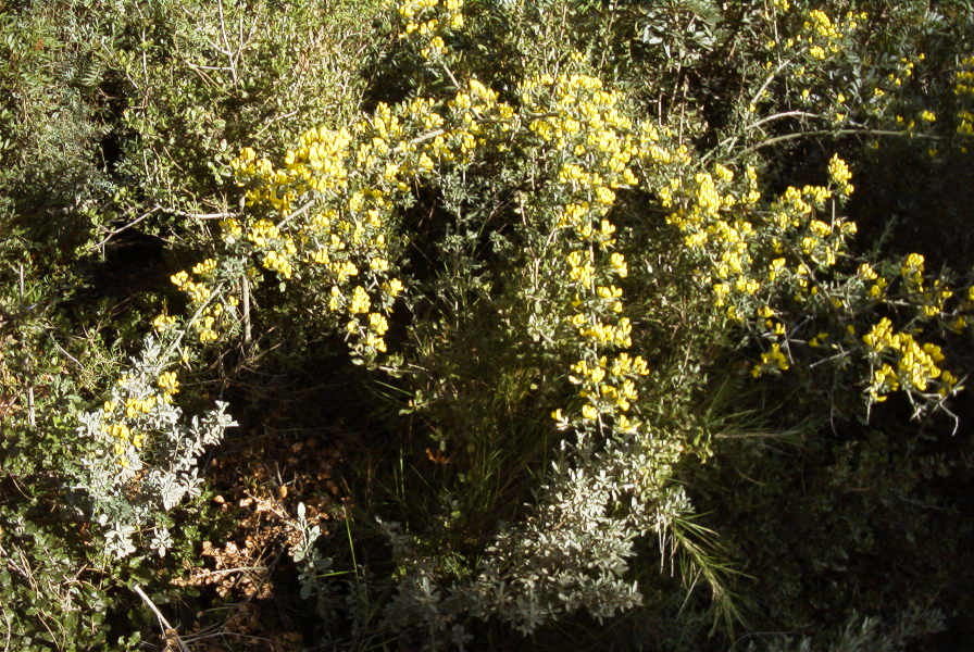 2005-03-30-041-gorse