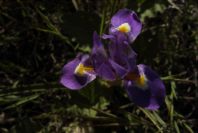 2005-03-30-043-iris
