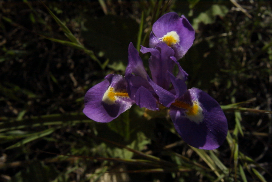 2005-03-30-043-iris