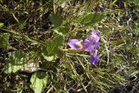 2005-03-30-044-iris