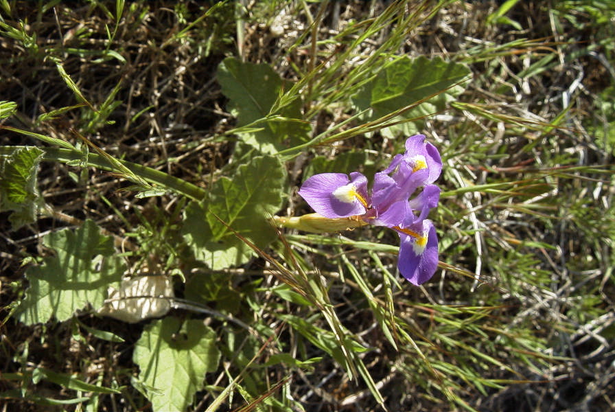 2005-03-30-044-iris