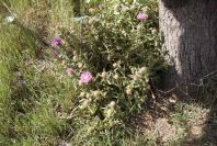 2005-03-31-001-Soft-thistle