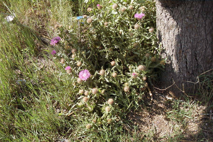 2005-03-31-001-Soft-thistle
