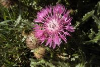 2005-03-31-002-Soft-thistle