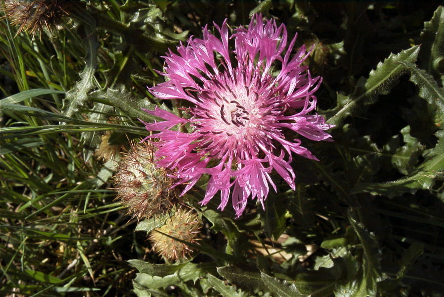 2005-03-31-002-Soft-thistle