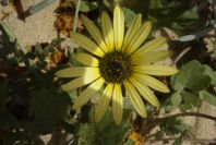 2005-04-02-001-Daisy