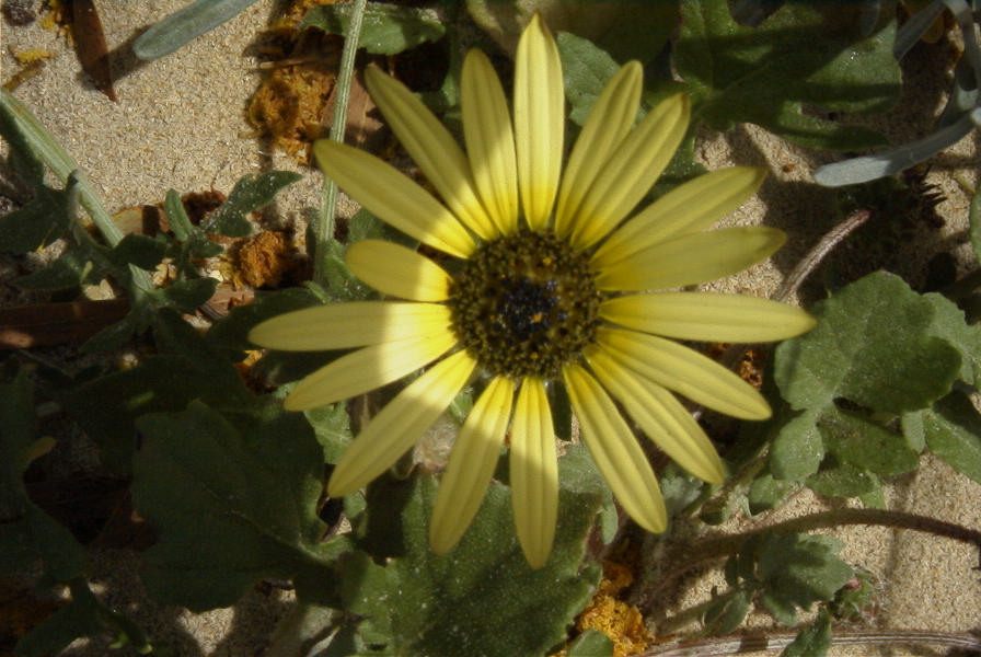 2005-04-02-001-Daisy
