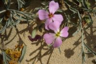 2005-04-02-003-Malcolmia