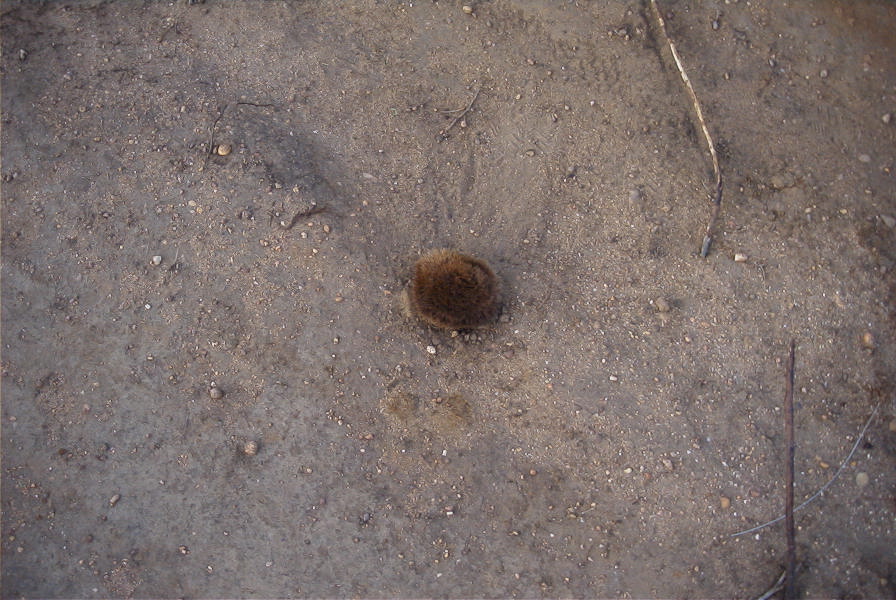 2005-04-03-002-Plant