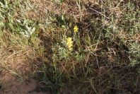 2005-04-03-013-Lupinus-luteus