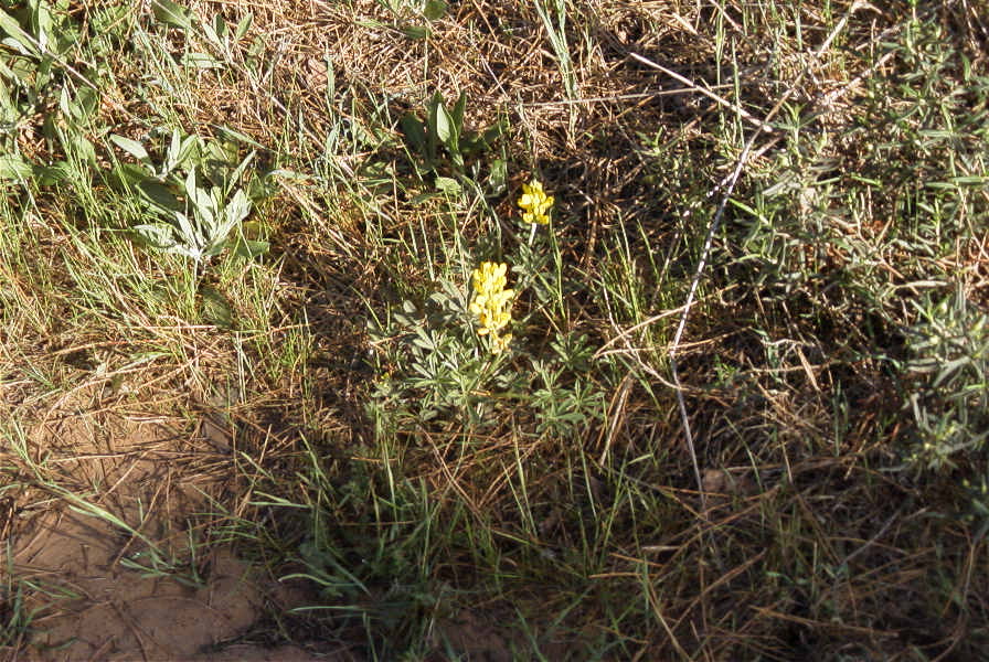 2005-04-03-013-Lupinus-luteus