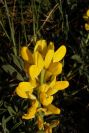 2005-04-03-014-Lupinus-luteus