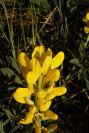 2005-04-03-015-Lupinus-luteus