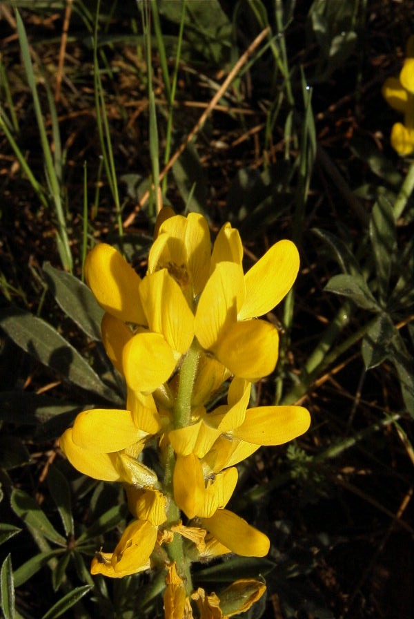 2005-04-03-015-Lupinus-luteus