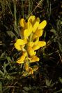 2005-04-03-016-Lupinus-luteus