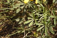2005-04-03-017-Lupinus-luteus