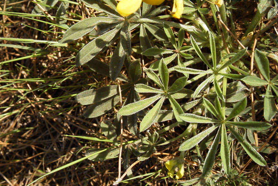2005-04-03-017-Lupinus-luteus