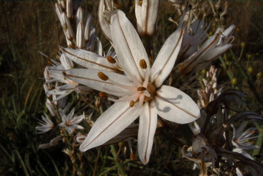 2005-04-03-018-Asphodel