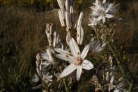 2005-04-03-019-Asphodel
