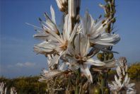 2005-04-03-020-Asphodel