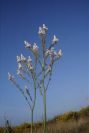2005-04-03-021-Asphodel