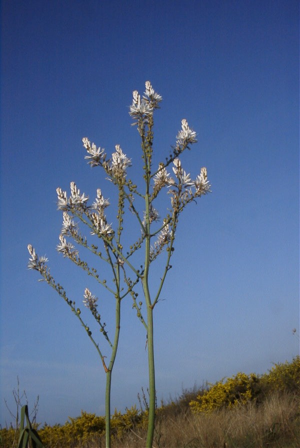 2005-04-03-021-Asphodel