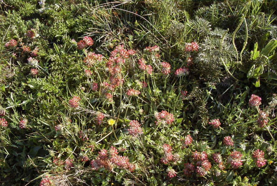 2005-04-03-023-Clover