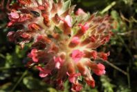 2005-04-03-025-Clover