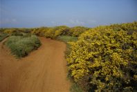 2005-04-03-026-Gorse