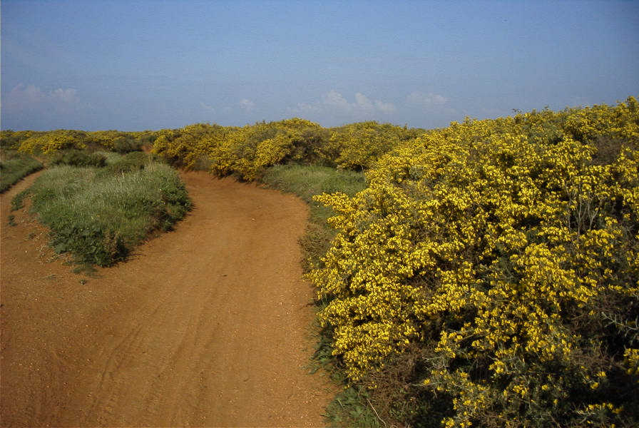 2005-04-03-026-Gorse
