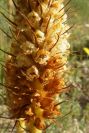 2005-04-03-030-Orobanche