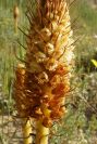 2005-04-03-031-Orobanche