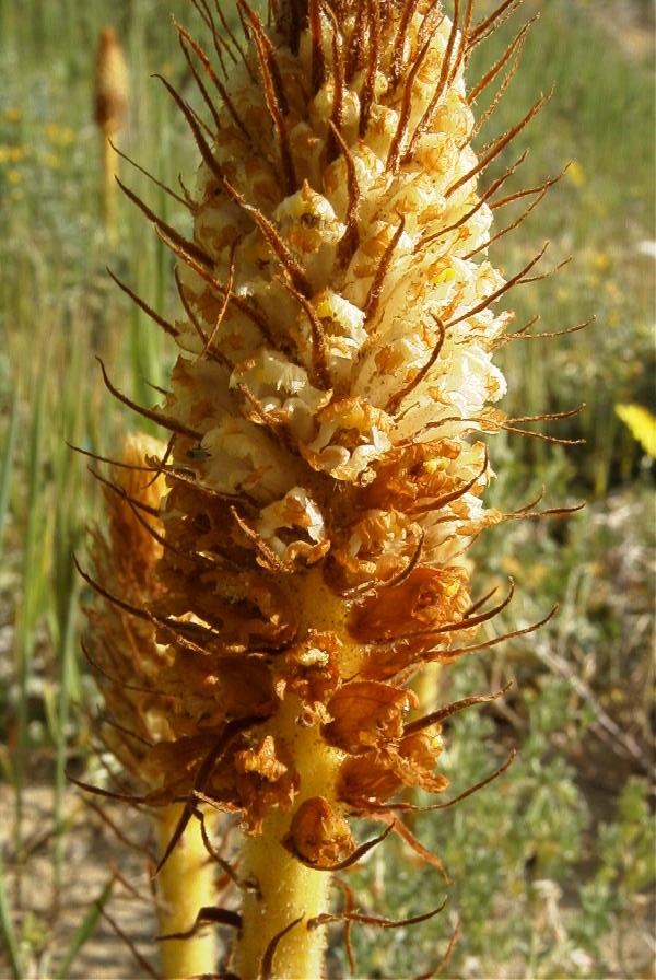 2005-04-03-031-Orobanche