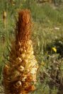 2005-04-03-032-Orobanche