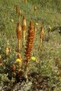 2005-04-03-033-Orobanche