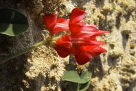 2005-04-03-034-Hedysarum-coronarium