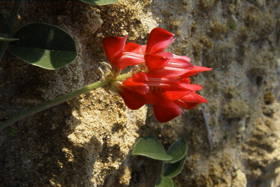 2005-04-03-035-Hedysarum-coronarium