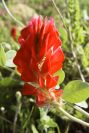 2005-04-03-037-Hedysarum-coronarium
