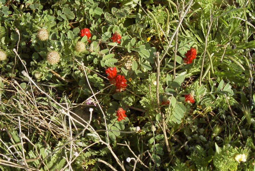 2005-04-03-038-Hedysarum-coronarium