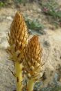 2005-04-03-039-Orobanche