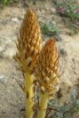 2005-04-03-040-Orobanche
