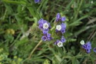 2005-04-03-041-Limonium-sinuatum