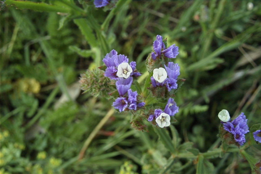 2005-04-03-041-Limonium-sinuatum
