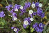 2005-04-03-042-Limonium-sinuatum