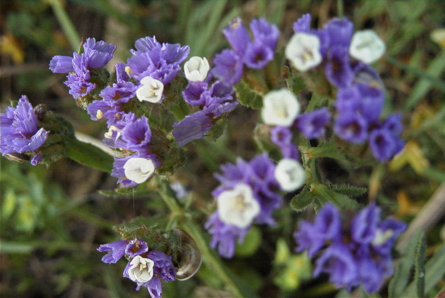 2005-04-03-042-Limonium-sinuatum