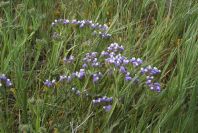 2005-04-03-043-Limonium-sinuatum
